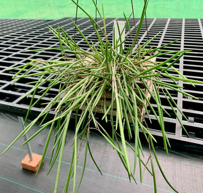 Division striolatum 'Red Back' - teak pot