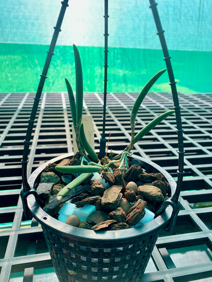Dendrobium x grimesii- Division 140mm mesh pot #1