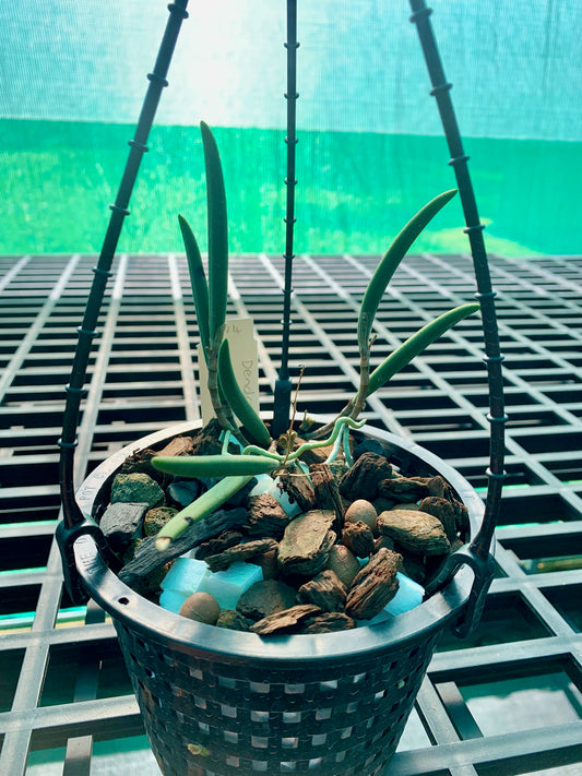 Dendrobium x grimesii- Division 140mm mesh pot #1