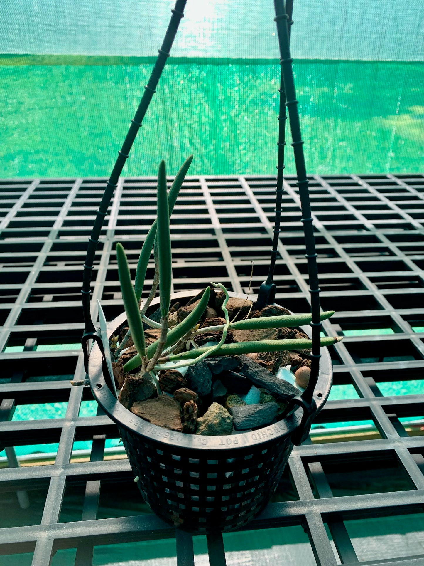Dendrobium x grimesii- Division 140mm mesh pot #1