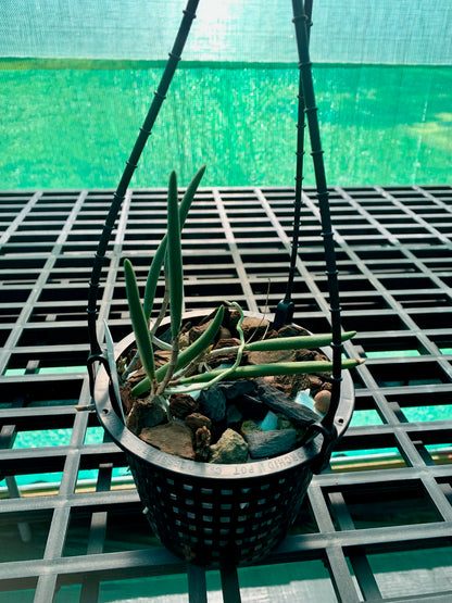 Dendrobium x grimesii- Division 140mm mesh pot #1