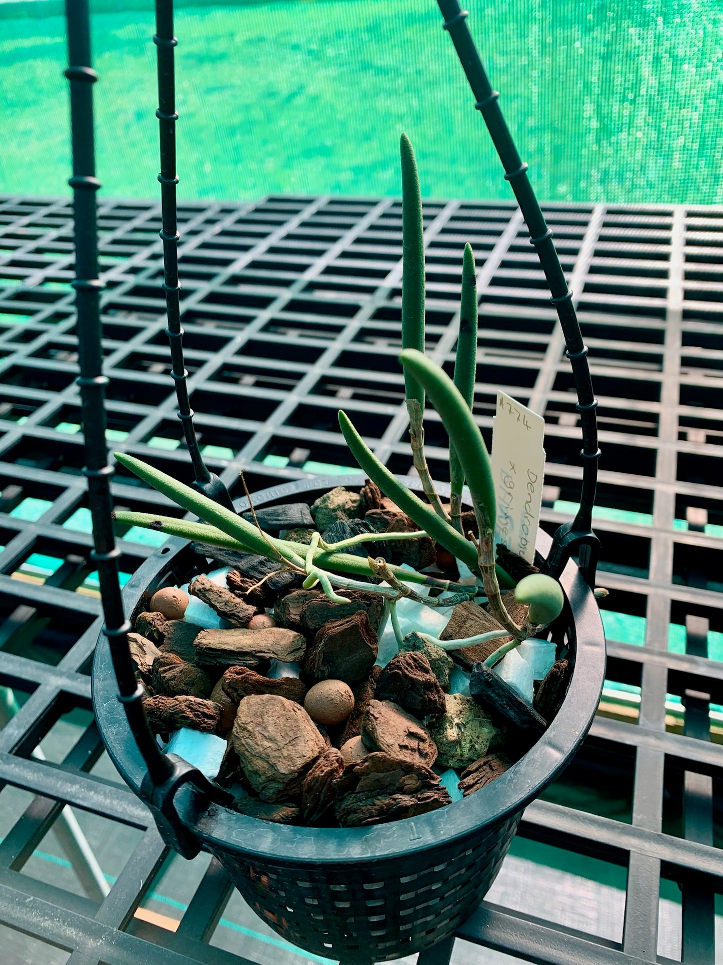 Dendrobium x grimesii- Division 140mm mesh pot #1