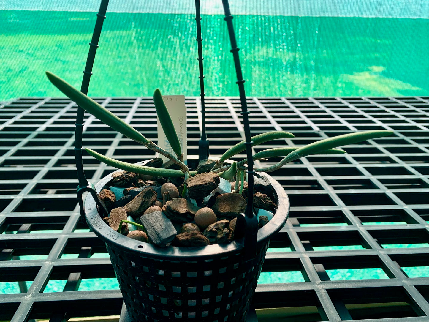 Dendrobium x grimesii- Division 140mm mesh pot #2