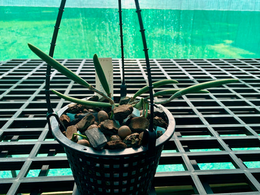 Dendrobium x grimesii- Division 140mm mesh pot #2