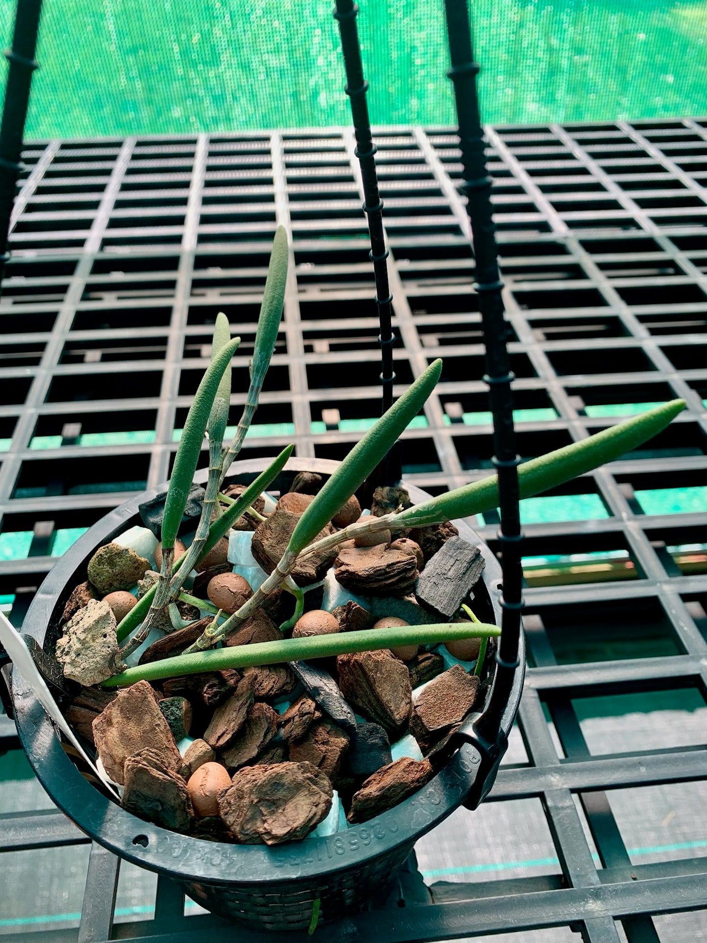 Dendrobium x grimesii- Division 140mm mesh pot #2