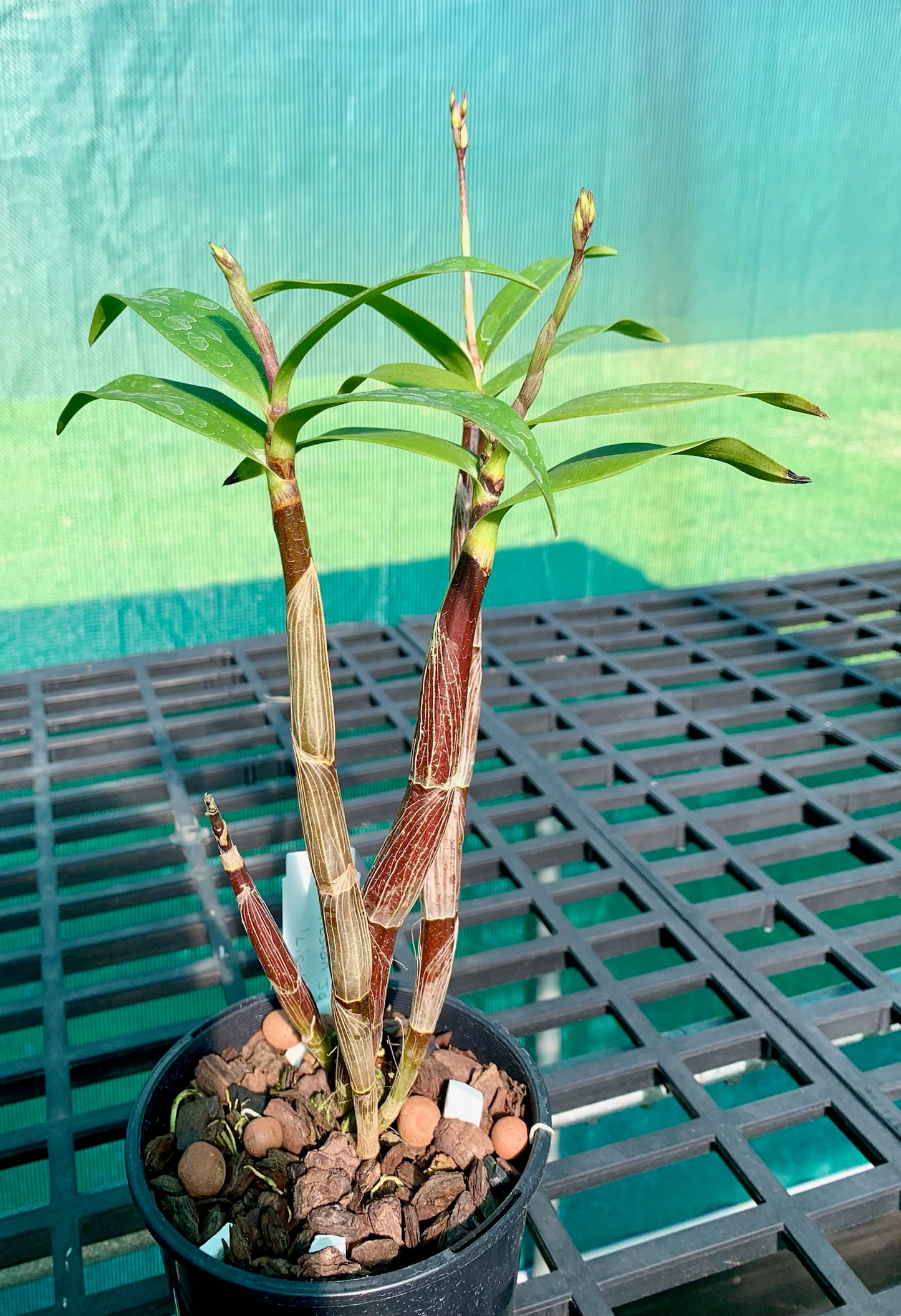 Dendrobium Gillieston Jazz 'Lisa' - Division 120mm pot (in spike)