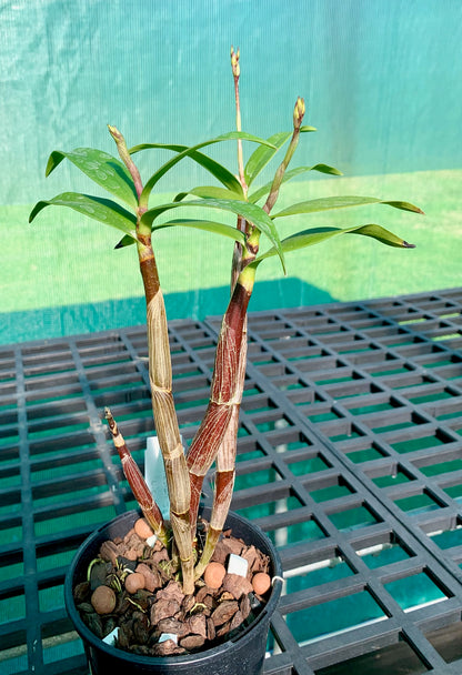 Dendrobium Gillieston Jazz 'Lisa' - Division 120mm pot (in spike)