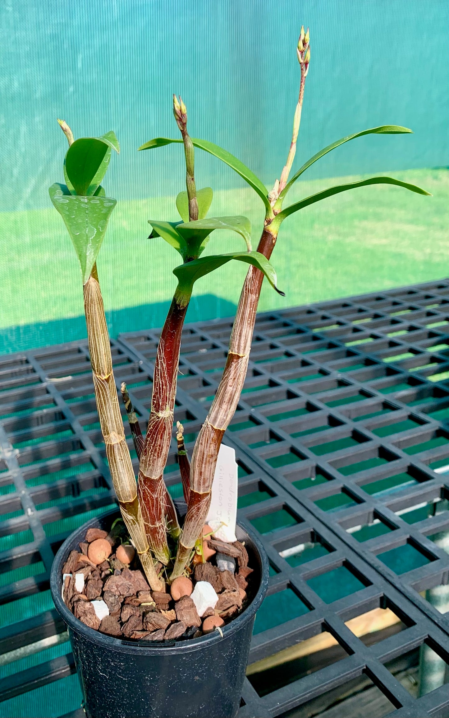 Dendrobium Gillieston Jazz 'Lisa' - Division 120mm pot (in spike)