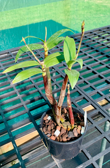 Dendrobium Gillieston Jazz 'Lisa' - Division 120mm pot (in spike)