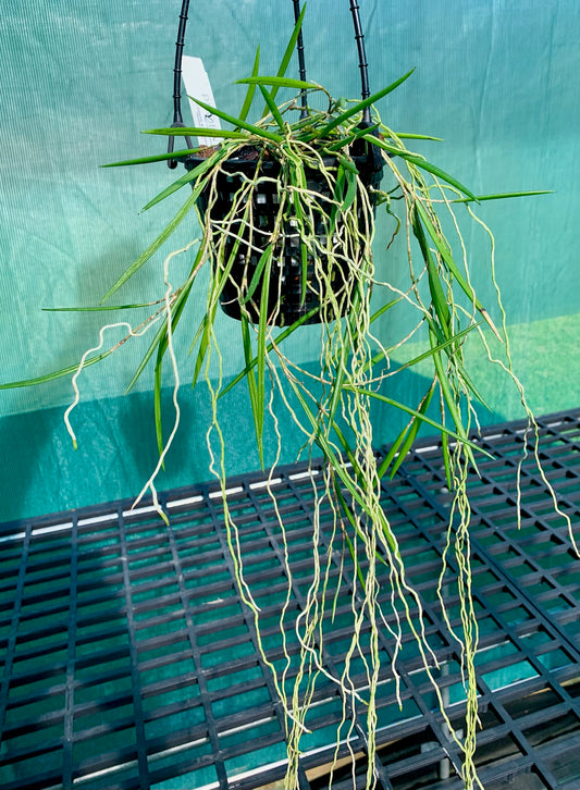 Dendrobium Duffy "Tumbi"- Division 140mm mesh pot #1