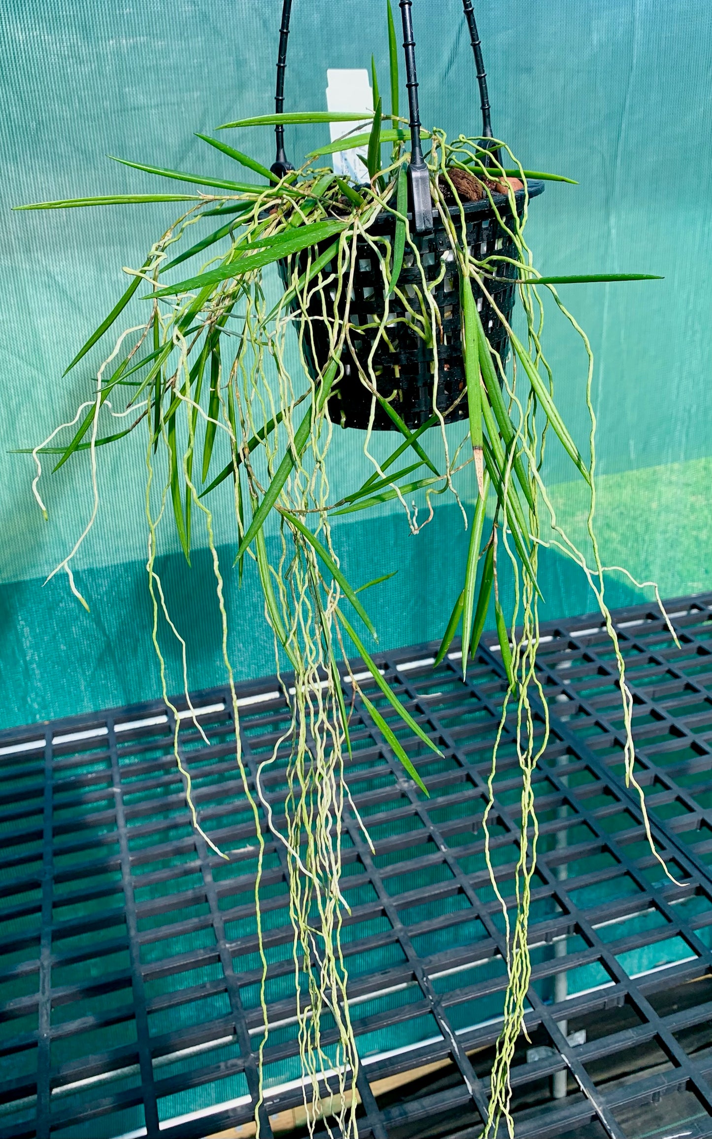 Dendrobium Duffy "Tumbi"- Division 140mm mesh pot #1