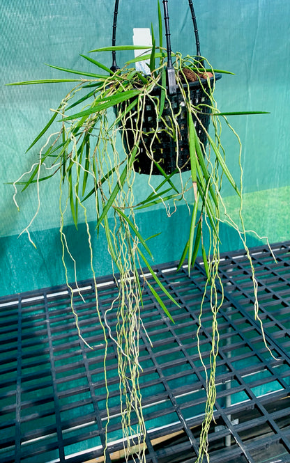Dendrobium Duffy "Tumbi"- Division 140mm mesh pot #1