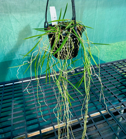 Dendrobium Duffy "Tumbi"- Division 140mm mesh pot #1