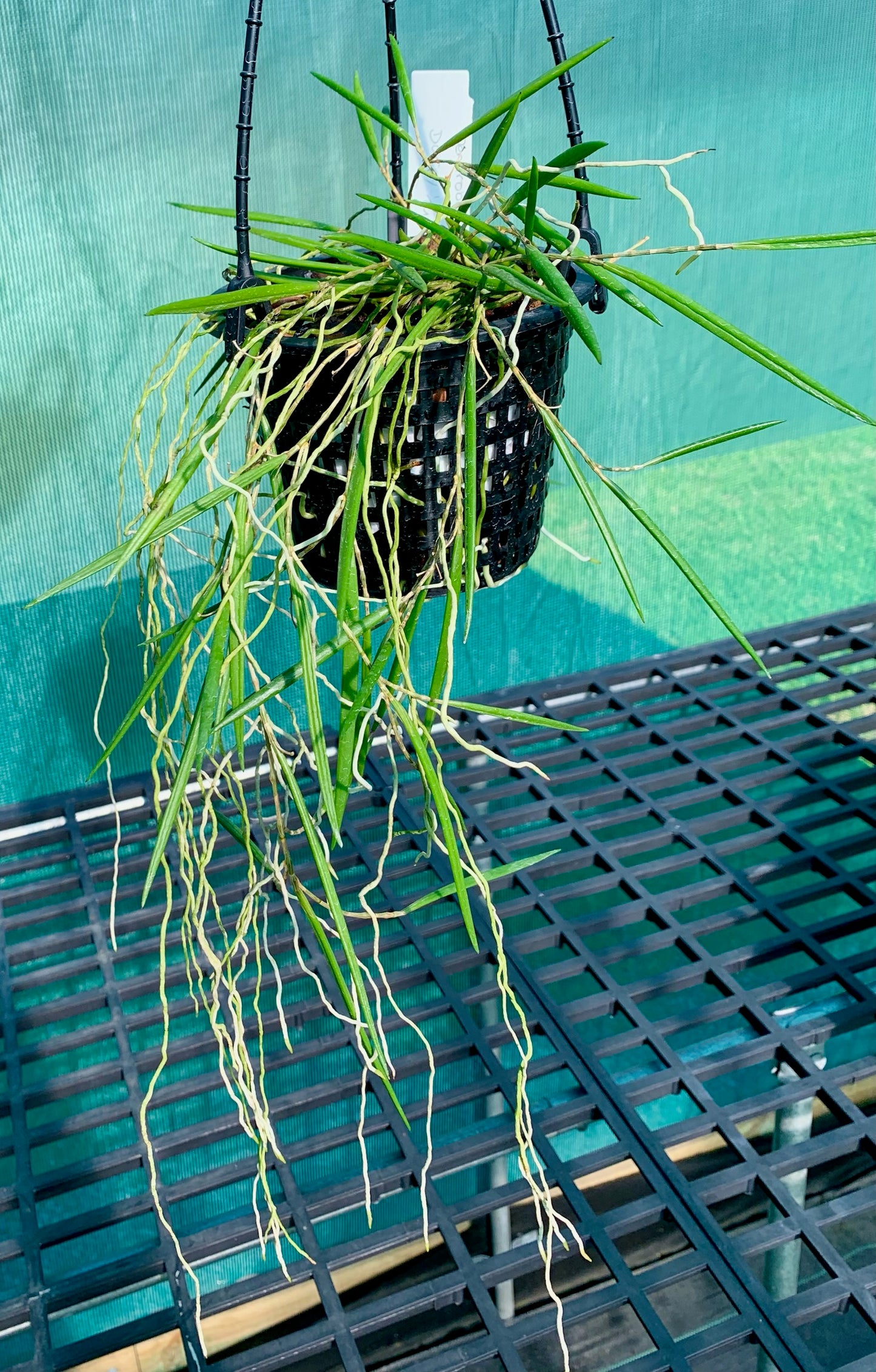 Dendrobium Duffy "Tumbi"- Division 140mm mesh pot #2