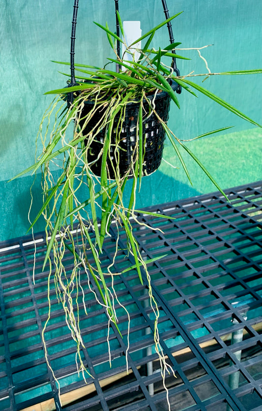Dendrobium Duffy "Tumbi"- Division 140mm mesh pot #2