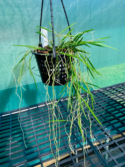 Dendrobium Duffy "Tumbi"- Division 140mm mesh pot #2