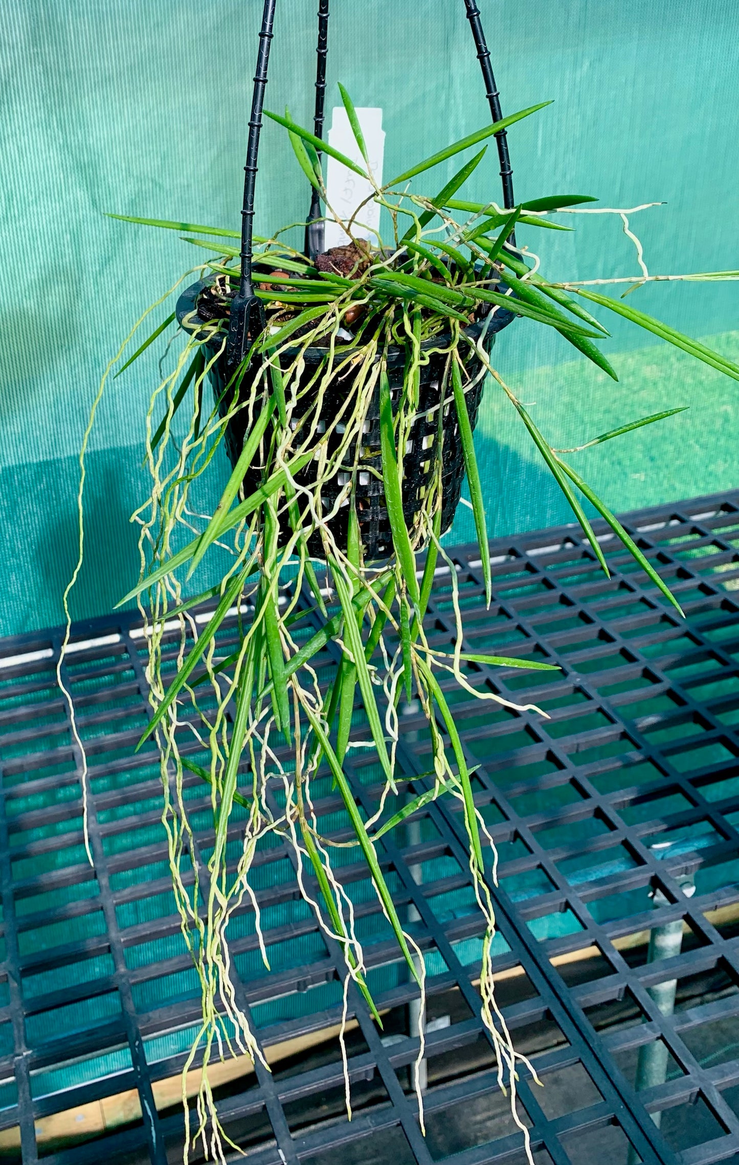 Dendrobium Duffy "Tumbi"- Division 140mm mesh pot #2