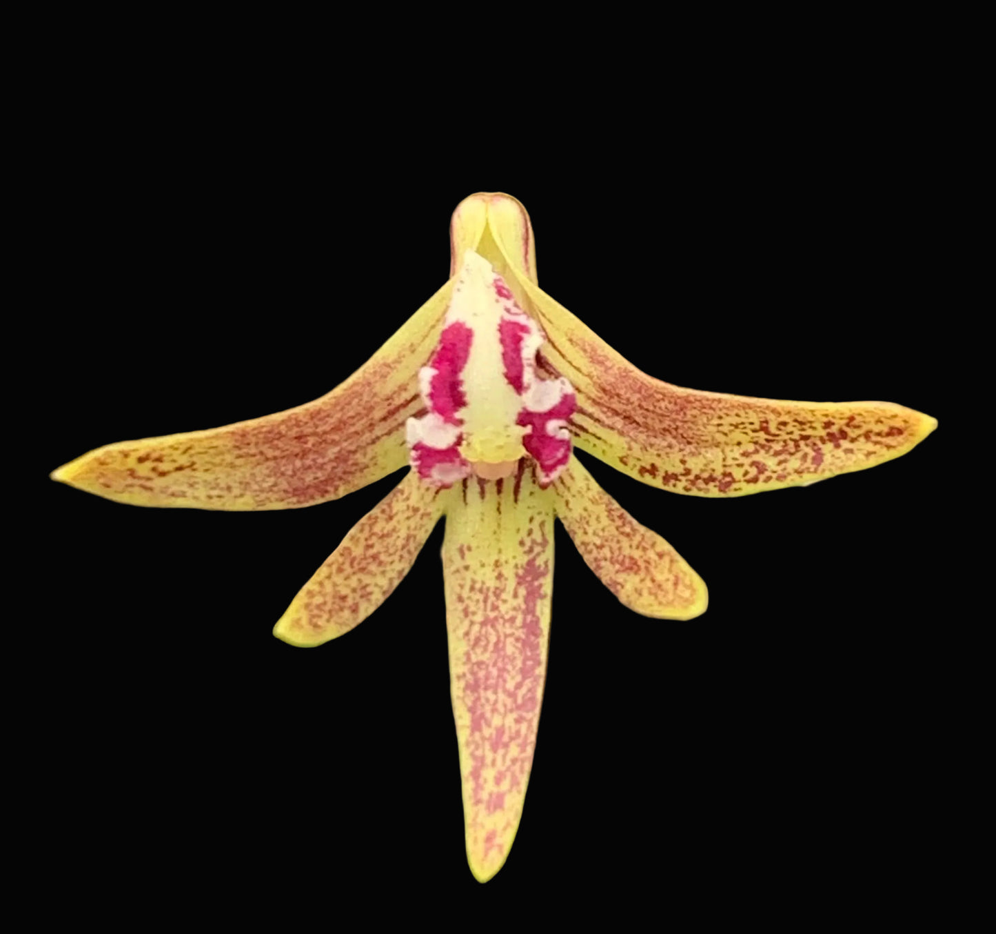 Dendrobium Papuan Embers 'Dark' x Duffy 'Tumbi' #1