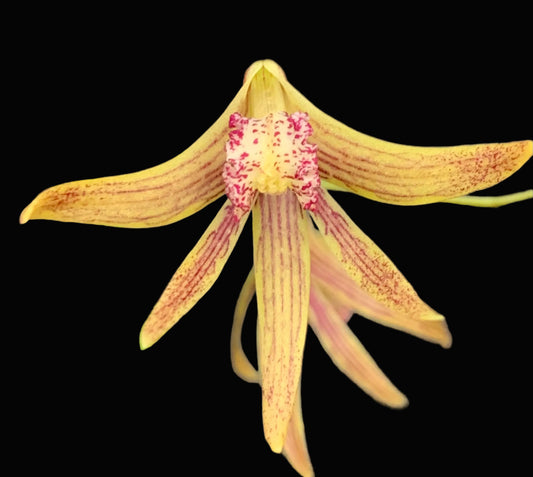 Dendrobium Papuan Embers 'Dark' x Duffy 'Tumbi' #2