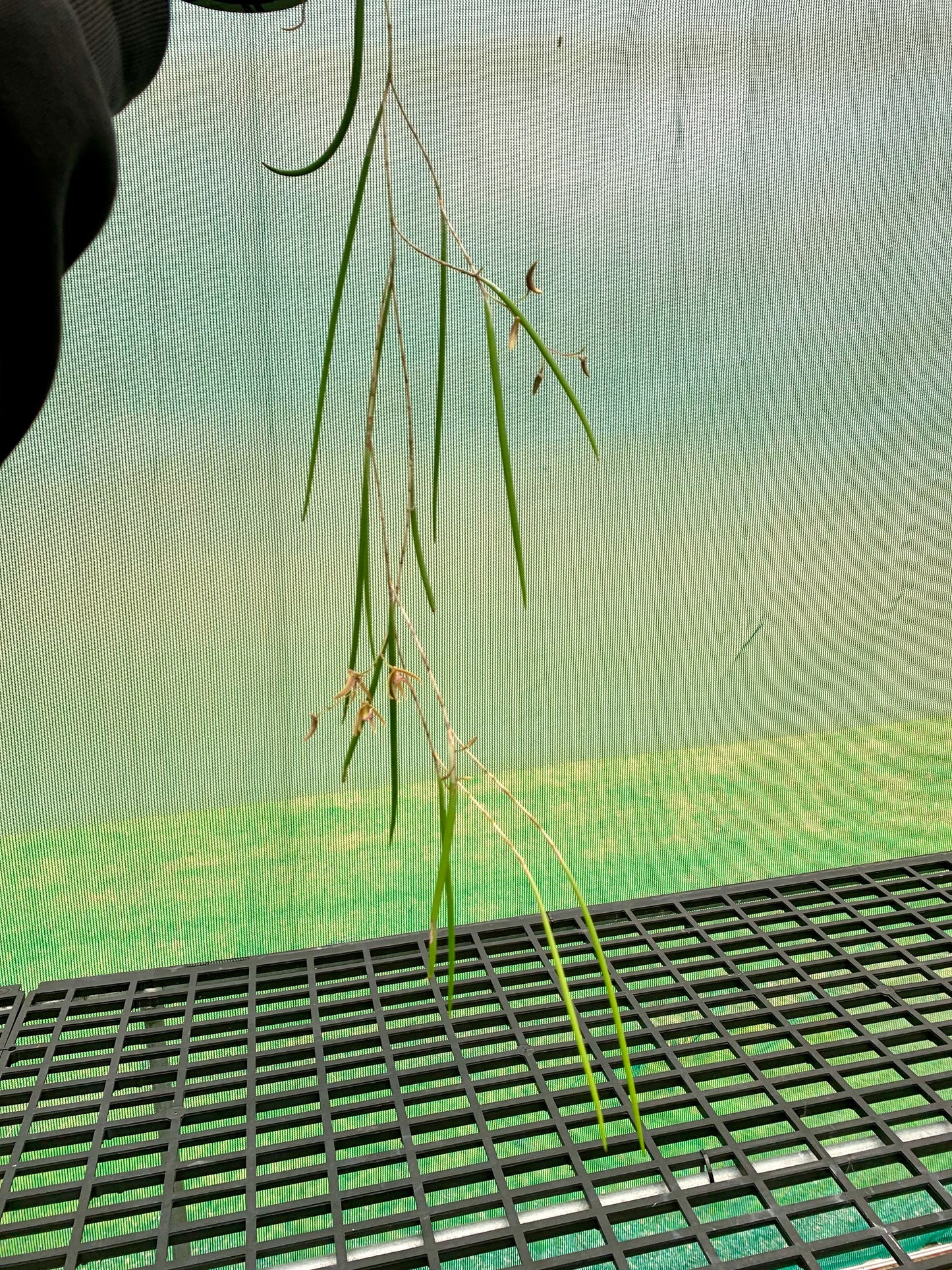 Dendrobium Papuan Embers 'Dark' x Duffy 'Tumbi' #2