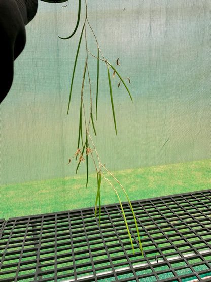 Dendrobium Papuan Embers 'Dark' x Duffy 'Tumbi' #2