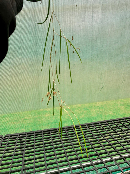 Dendrobium Papuan Embers 'Dark' x Duffy 'Tumbi' #2