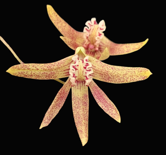 Dendrobium Papuan Embers 'Dark' x Duffy 'Tumbi' #3
