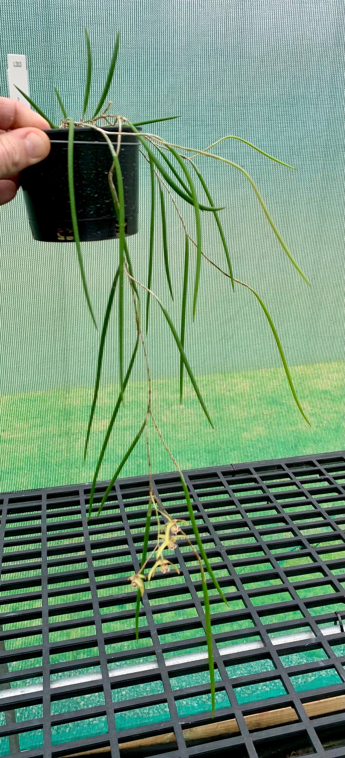 Dendrobium Papuan Embers 'Dark' x Duffy 'Tumbi' #3