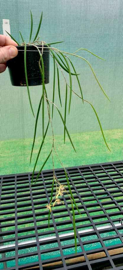 Dendrobium Papuan Embers 'Dark' x Duffy 'Tumbi' #3