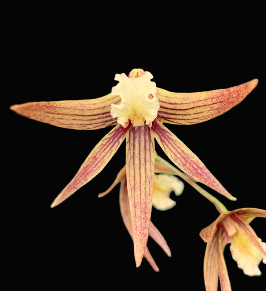 Dendrobium Papuan Embers 'Dark' x Duffy 'Tumbi' #4