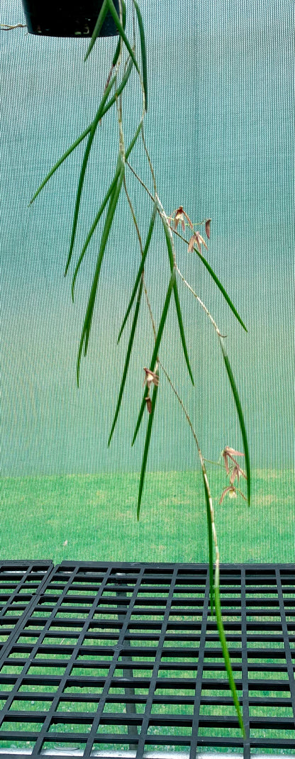 Dendrobium Papuan Embers 'Dark' x Duffy 'Tumbi' #4