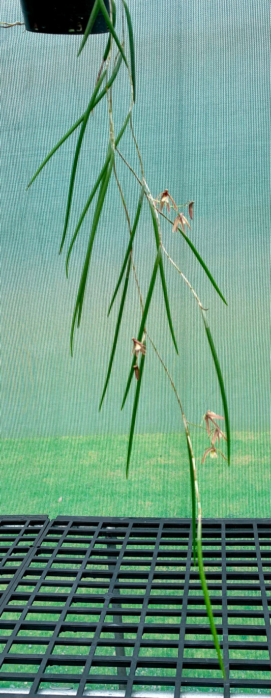 Dendrobium Papuan Embers 'Dark' x Duffy 'Tumbi' #4