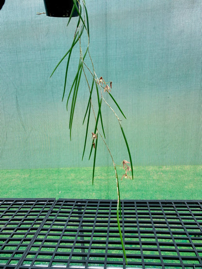 Dendrobium Papuan Embers 'Dark' x Duffy 'Tumbi' #4