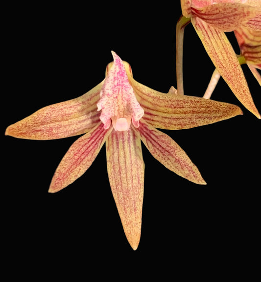 Dendrobium Papuan Embers 'Dark' x Duffy 'Tumbi' #5