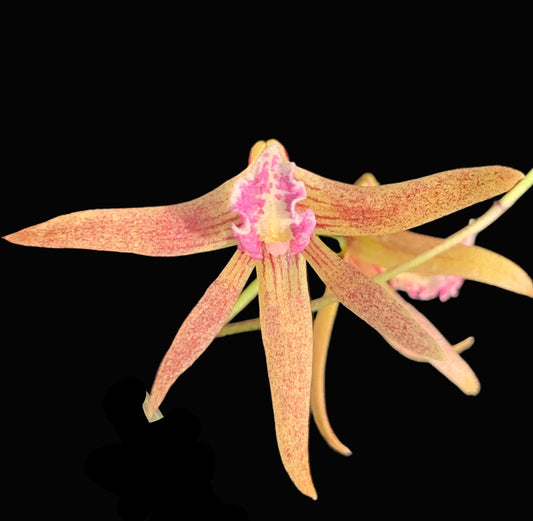 Dendrobium Papuan Embers 'Dark' x Duffy 'Tumbi' #6