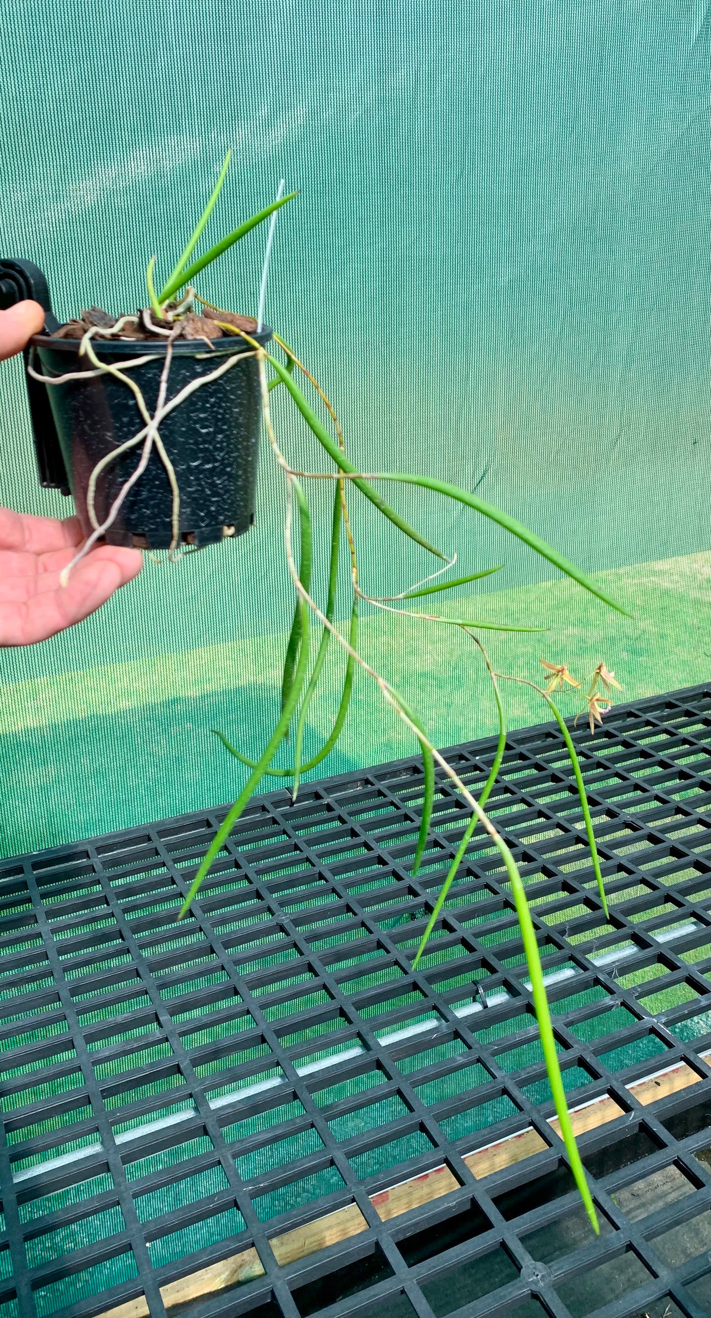 Dendrobium Papuan Embers 'Dark' x Duffy 'Tumbi' #6