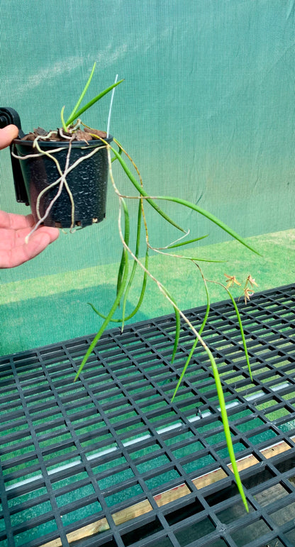 Dendrobium Papuan Embers 'Dark' x Duffy 'Tumbi' #6