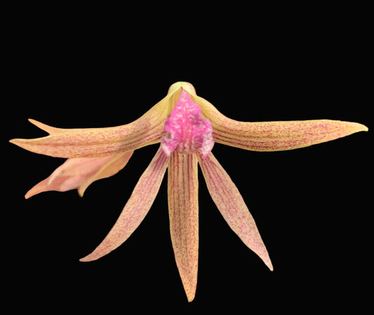 Dendrobium Papuan Embers 'Dark' x Duffy 'Tumbi' #7