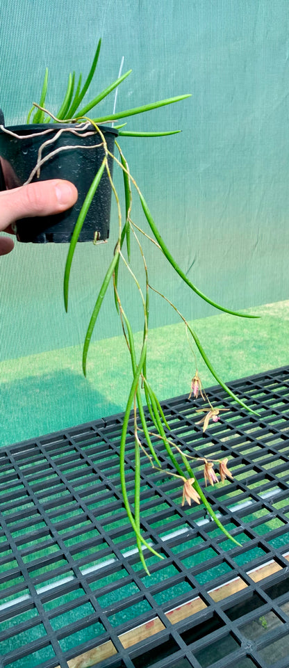 Dendrobium Papuan Embers 'Dark' x Duffy 'Tumbi' #7
