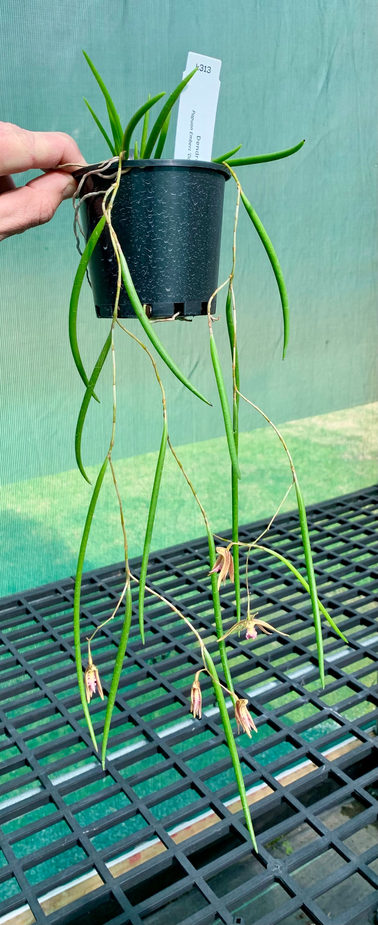 Dendrobium Papuan Embers 'Dark' x Duffy 'Tumbi' #7