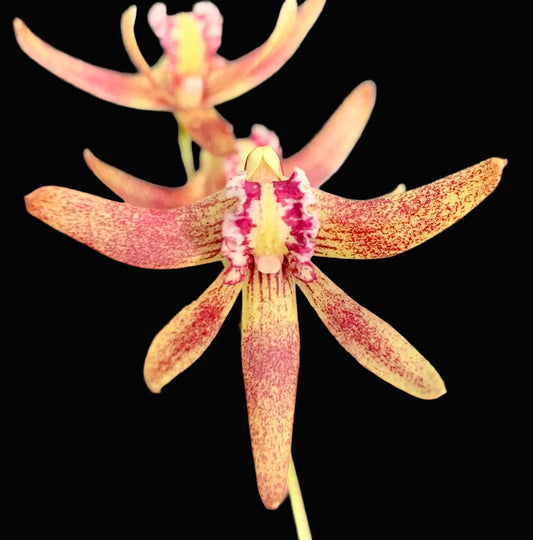 Dendrobium Papuan Embers 'Dark' x Duffy 'Tumbi' #8