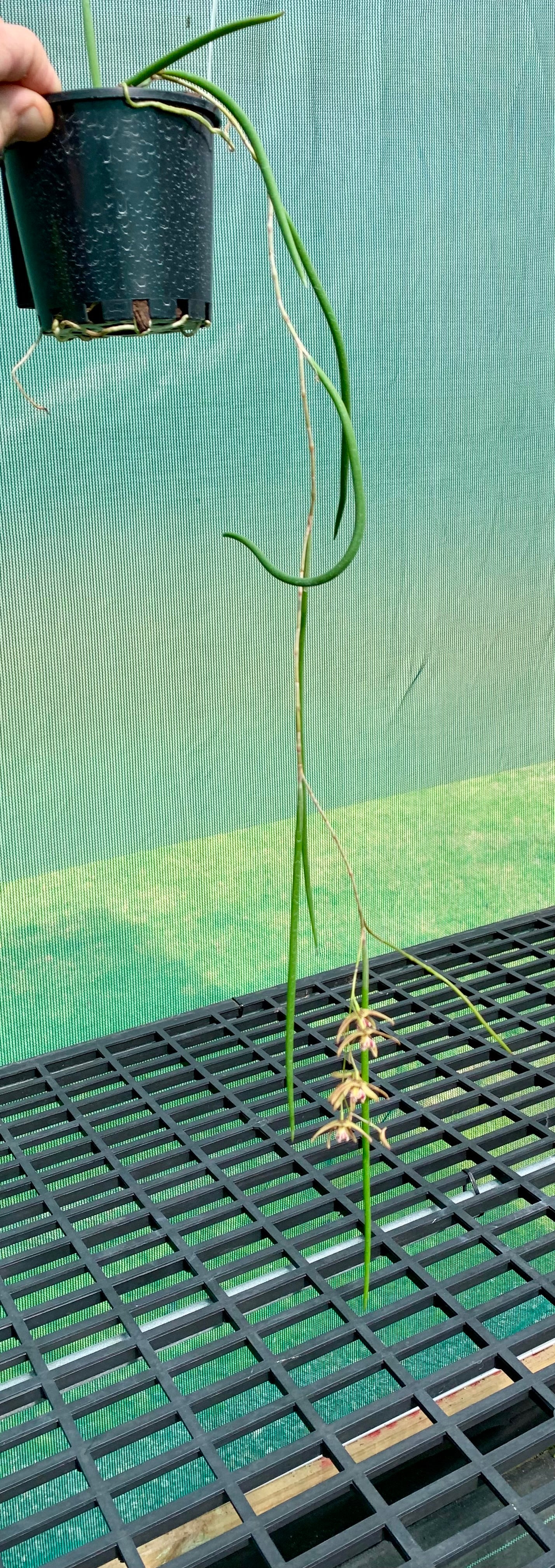 Dendrobium Papuan Embers 'Dark' x Duffy 'Tumbi' #8