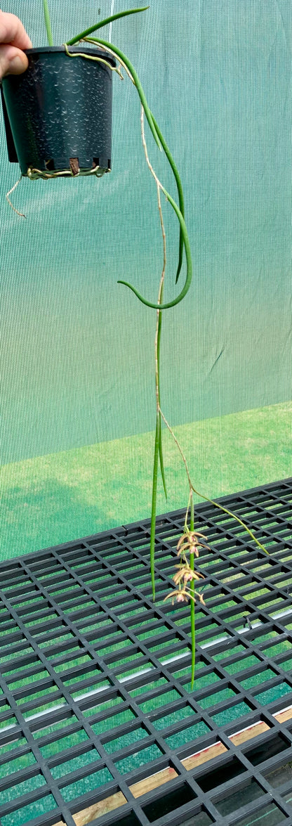 Dendrobium Papuan Embers 'Dark' x Duffy 'Tumbi' #8