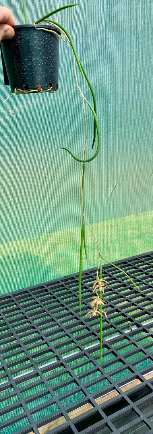 Dendrobium Papuan Embers 'Dark' x Duffy 'Tumbi' #8
