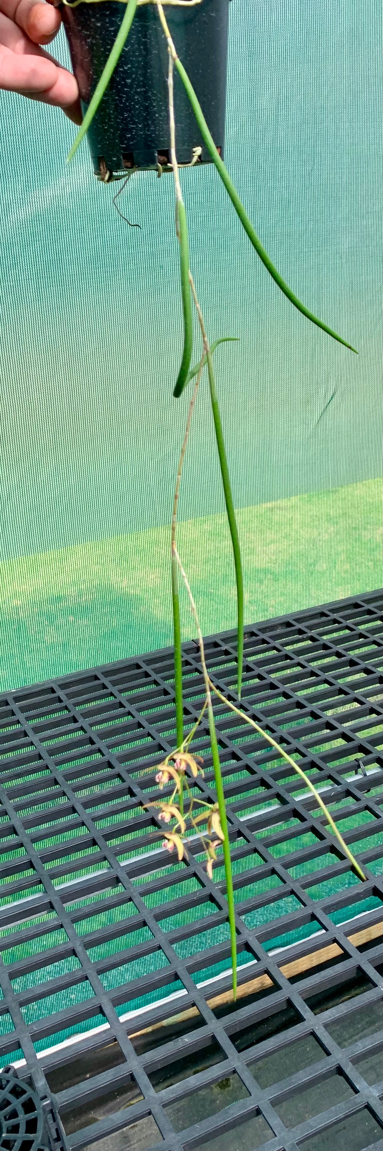Dendrobium Papuan Embers 'Dark' x Duffy 'Tumbi' #8
