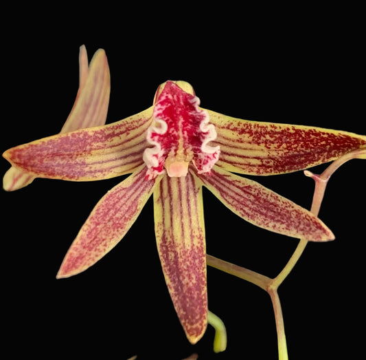 Dendrobium Papuan Embers 'Dark' x Duffy 'Tumbi' #9
