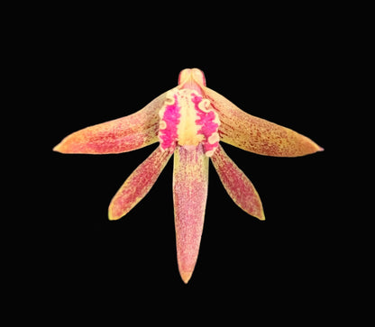 Dendrobium Papuan Embers 'Dark' x Duffy 'Tumbi' #10