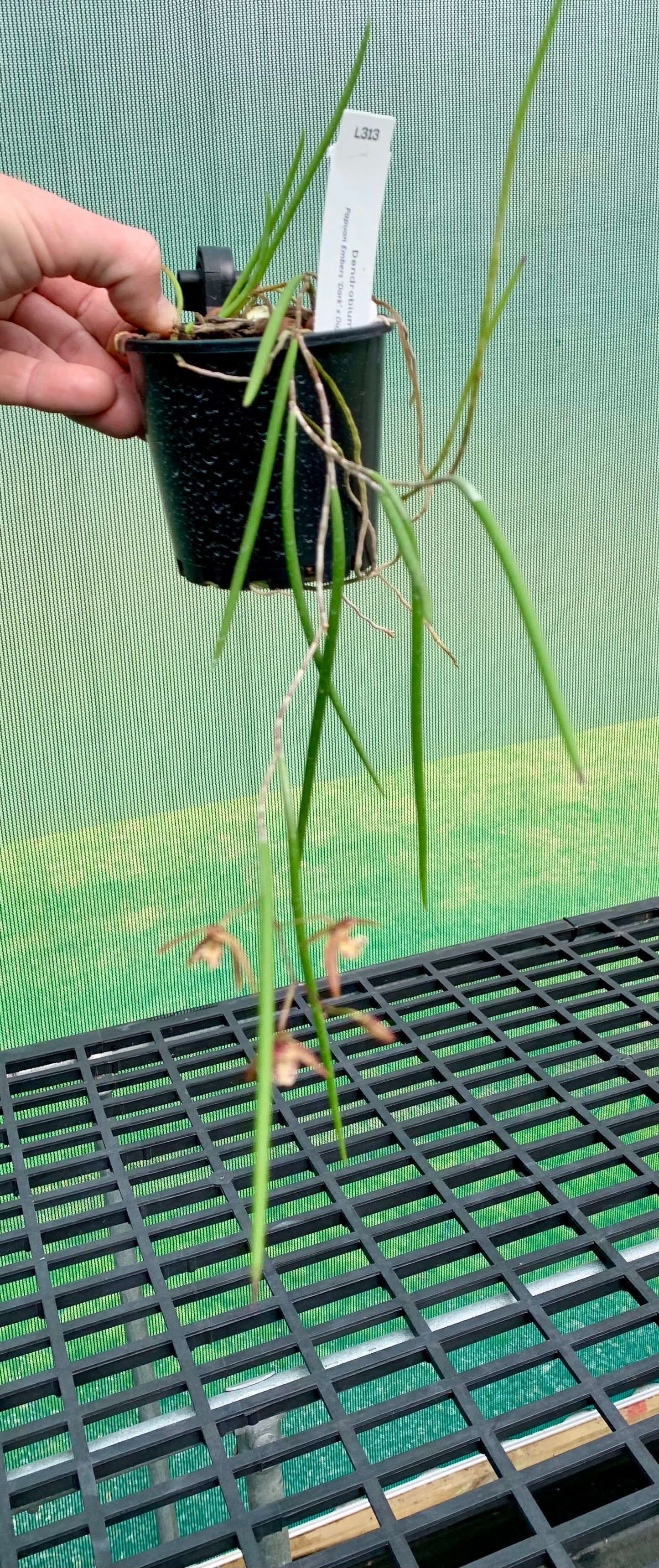 Dendrobium Papuan Embers 'Dark' x Duffy 'Tumbi' #10