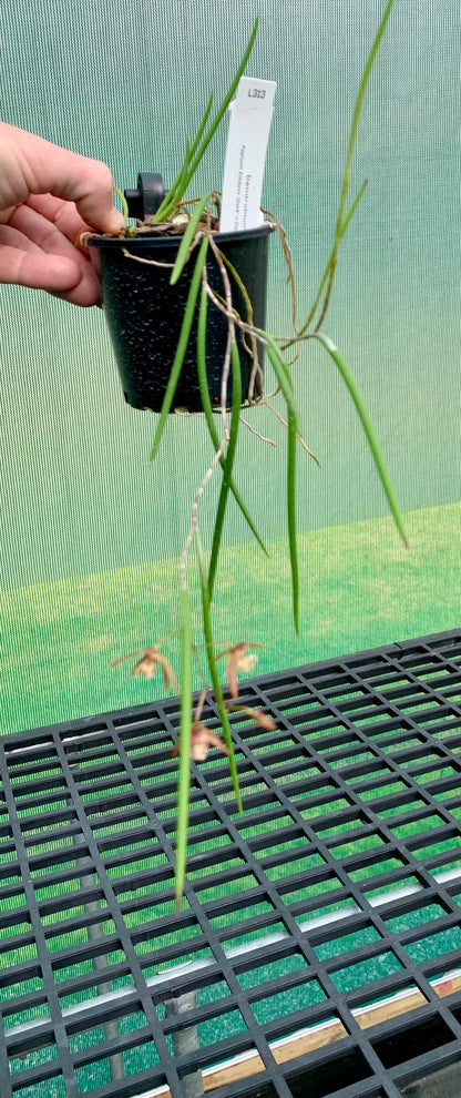 Dendrobium Papuan Embers 'Dark' x Duffy 'Tumbi' #10