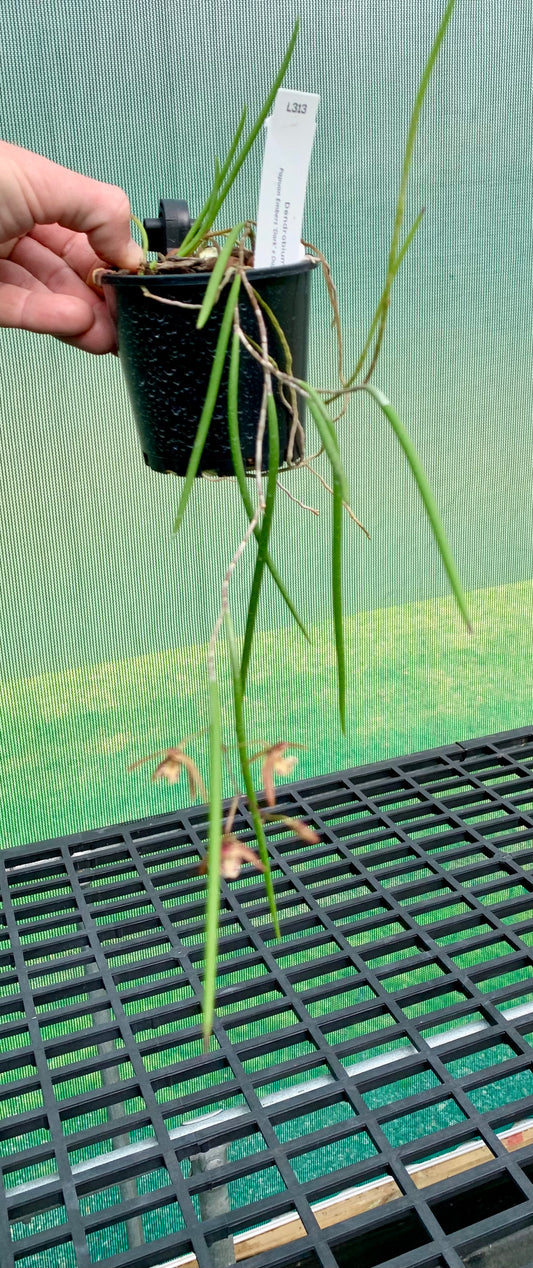 Dendrobium Papuan Embers 'Dark' x Duffy 'Tumbi' #10